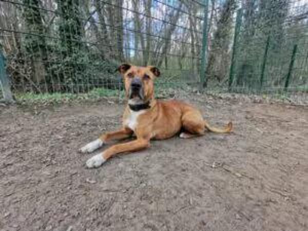 DUKE, lieber Kerl mit viel Energie