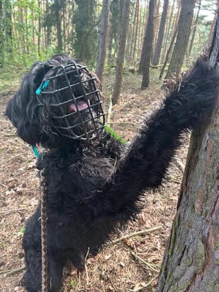 HAYO, Senior - Charakterhund mit großem Herz