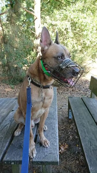 CANIS, ruhiger Vertreter seiner Rasse