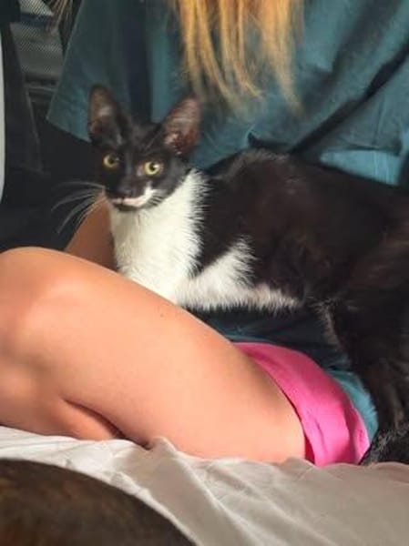🐱 Inge sucht ihr für immer Zuhause ❤