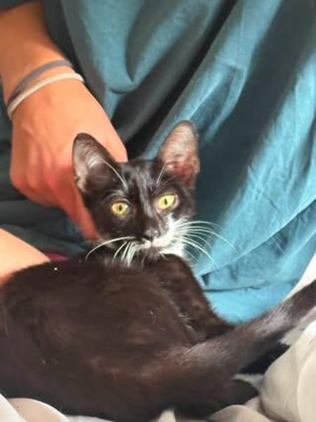 🐱 Inge sucht ihr für immer Zuhause ❤
