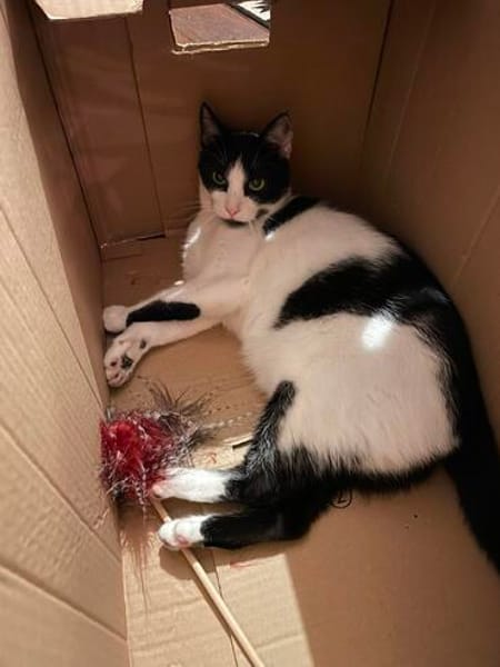 Felix sucht sein Für-Immer-Zuhause