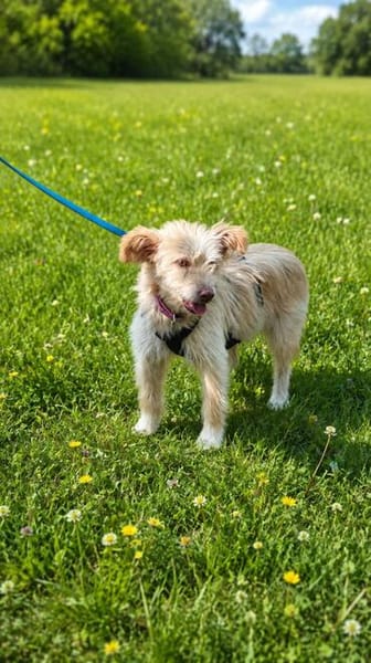 Katzenverträgliche Traumhündin Kaya (11 Mon.) sucht DICH!