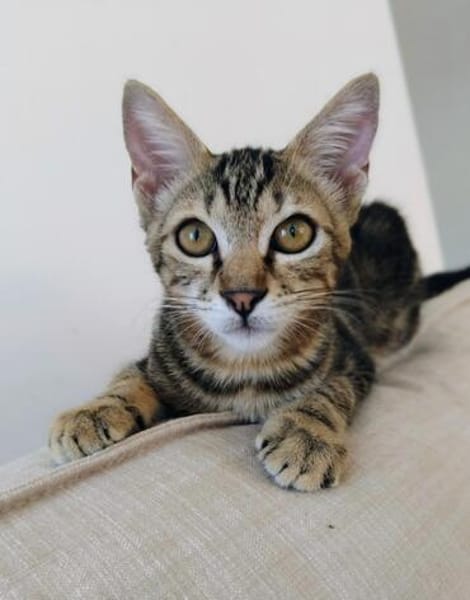 Drei kleine Kater suchen ihr Glück