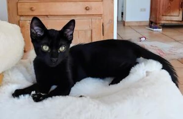 Drei kleine Kater suchen ihr Glück