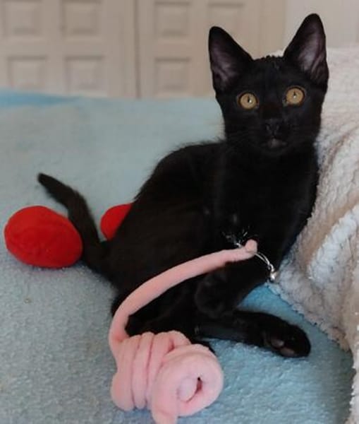 Drei kleine Kater suchen ihr Glück