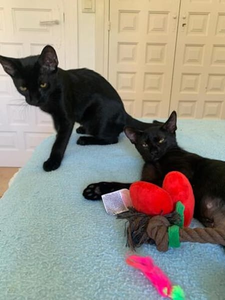 Drei kleine Kater suchen ihr Glück