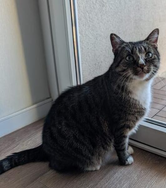 Sid sucht ein liebevolles Zuhause