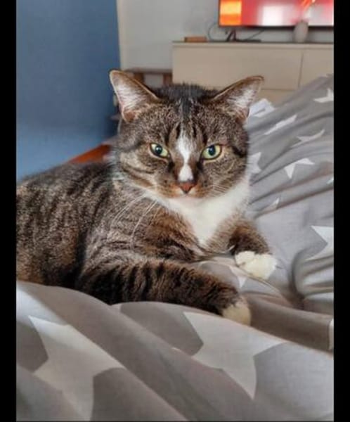 Sid sucht ein liebevolles Zuhause