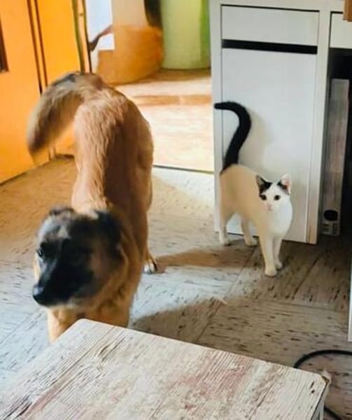 Honey sucht ein neues Zuhause