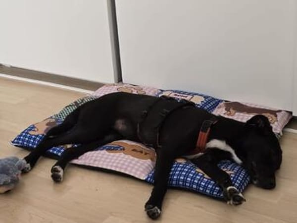 Milka - in 51429 Bergisch Gladbach, DE