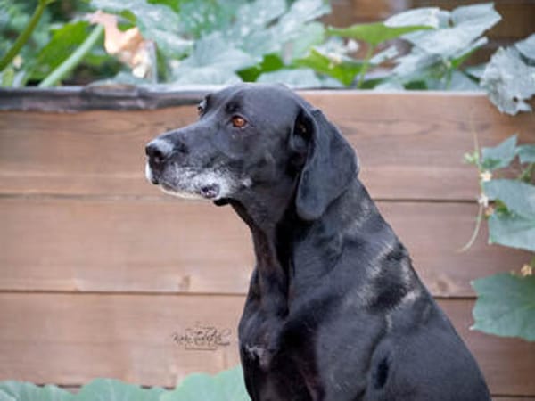 Senior Zorro sucht Zuhause für seinen Lebensabend