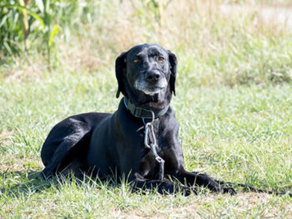 Senior Zorro sucht Zuhause für seinen Lebensabend