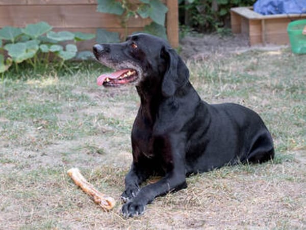 Senior Zorro sucht Zuhause für seinen Lebensabend