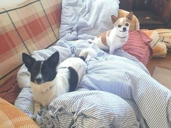HOSHI liebt Menschen