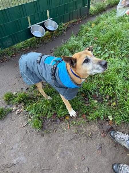 Robin sucht ein Zuhause