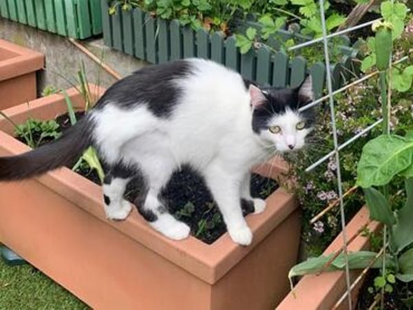 CHER-bezaubernde, hübsche Katzen-Dame