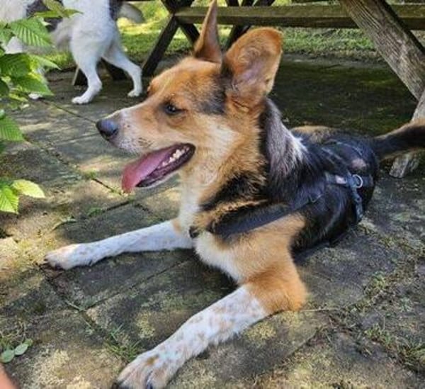 LEO sucht seine Menschen