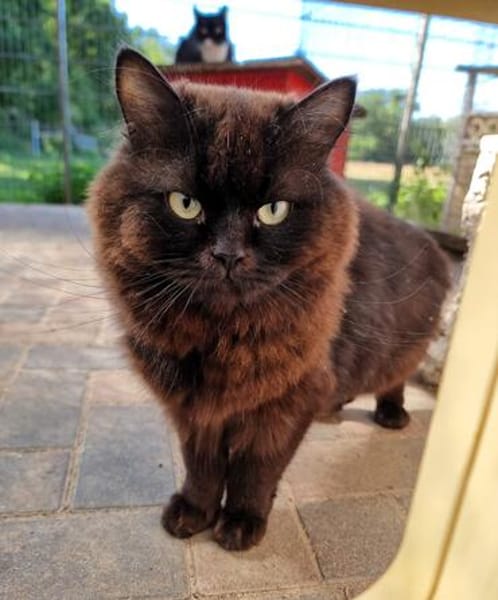 Bianski