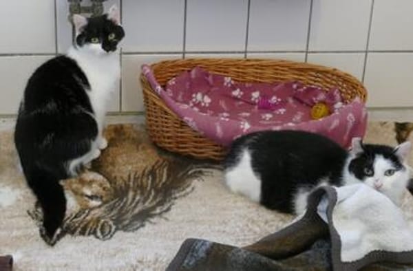 Lilly und Lupo