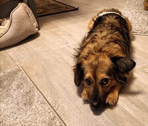Lenny der liebe