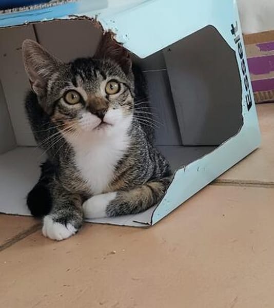 Mara, Mimi und Melli