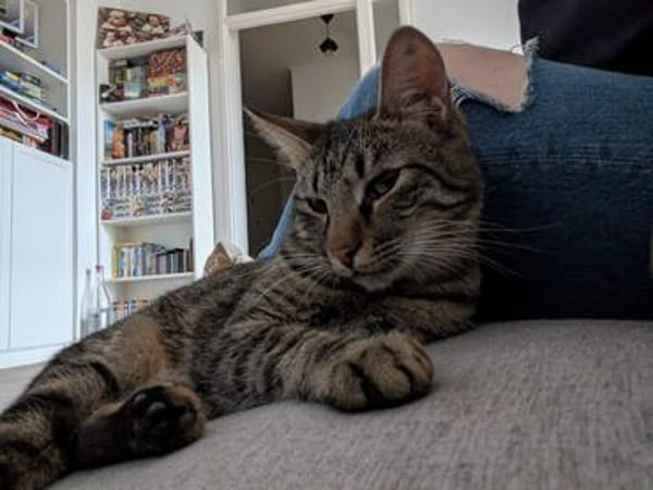 Unser zartes Katzenseelchen Findus