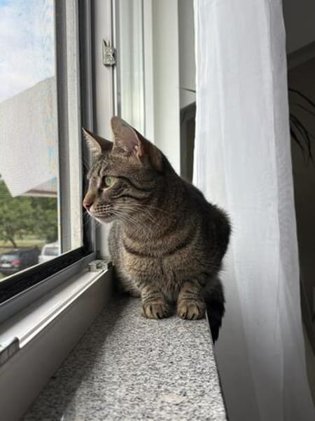 Unser zartes Katzenseelchen Findus