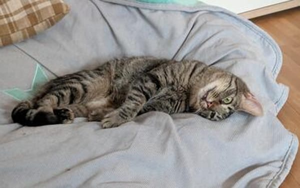 Unser zartes Katzenseelchen Findus