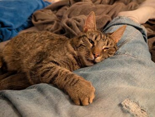 Unser zartes Katzenseelchen Findus