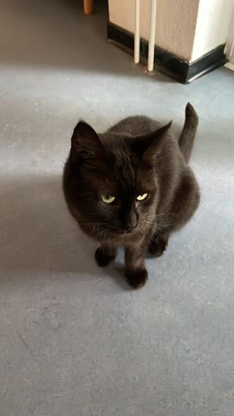 Gina sucht ein liebevolles Zuhause