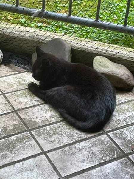 Gina sucht ein liebevolles Zuhause
