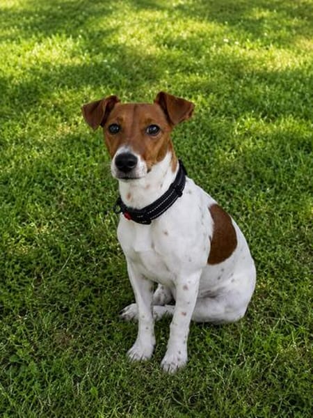 Mia 💜💜💜 Für-immer-Zuhause gesucht