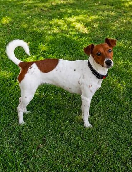 Mia 💜💜💜 Für-immer-Zuhause gesucht