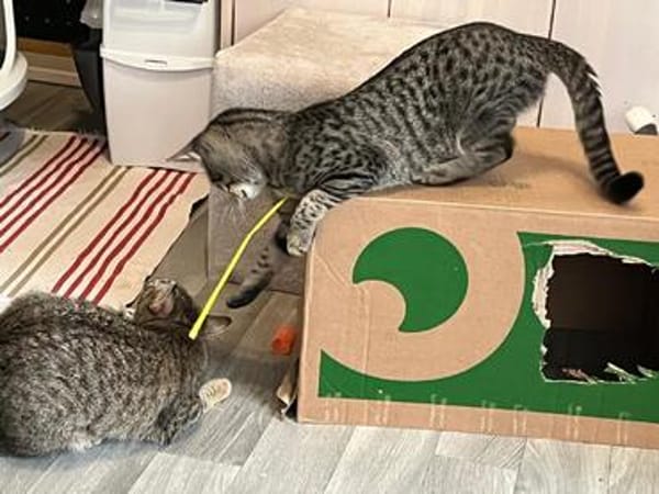 Dina u. Daisy suchen liebevolles Zuhause