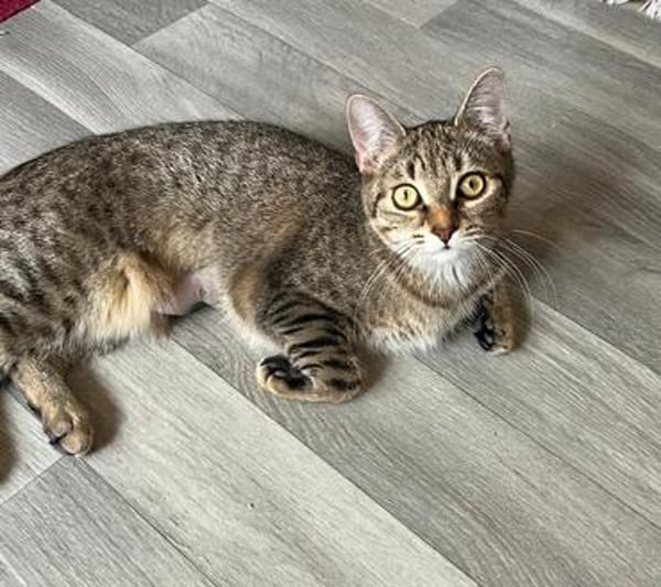 Dina u. Daisy suchen liebevolles Zuhause