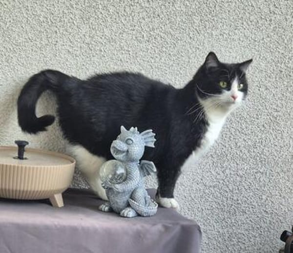 Olena sucht ein ruhiges Zuhause