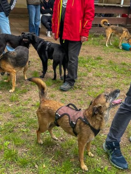NISHA sucht ihre eigene aktive Familie