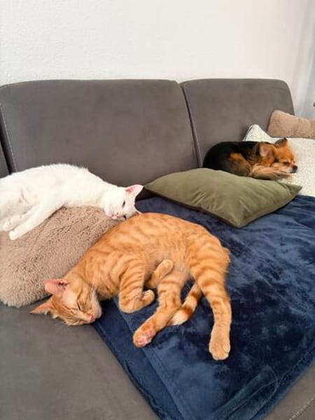 Jamie sucht sein Für-immer-Zuhause
