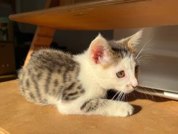 Mike  junges Kitten sucht Zuhause mit Katzenfreund