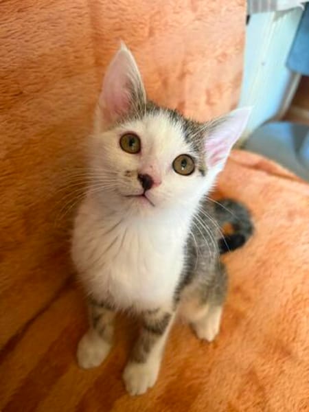 Mike  junges Kitten sucht Zuhause mit Katzenfreund