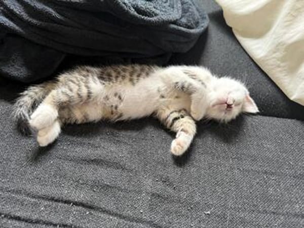 Mike  junges Kitten sucht Zuhause mit Katzenfreund