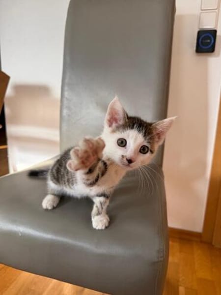 Mike  junges Kitten sucht Zuhause mit Katzenfreund