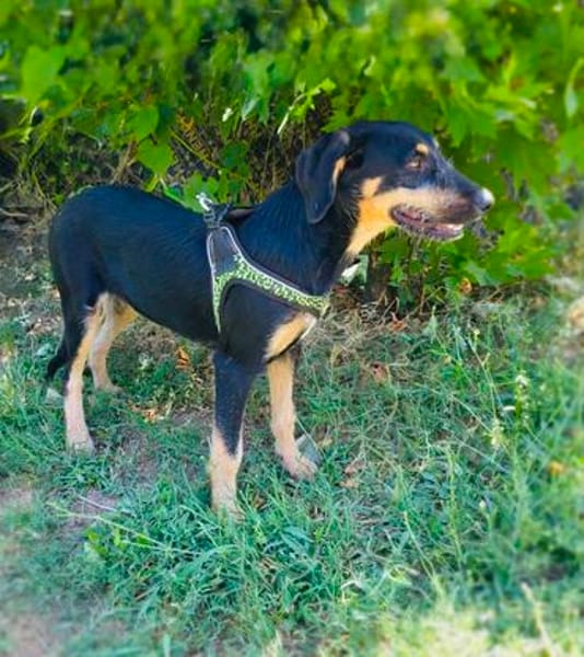 Gino ein Schnauzer Labrador Mix