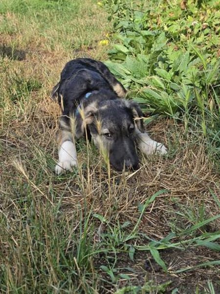 Roxy - die kleine Entdeckerin mit Köpfchen