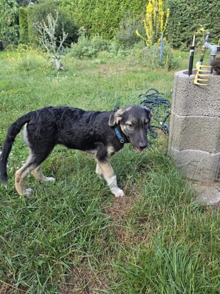Roxy - die kleine Entdeckerin mit Köpfchen