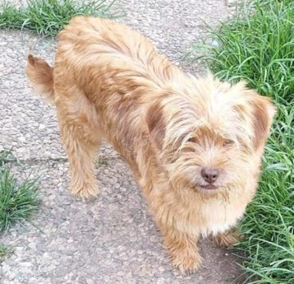 WUSSEL -rundum tolles Hundekind-