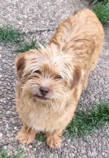 WUSSEL -rundum tolles Hundekind-