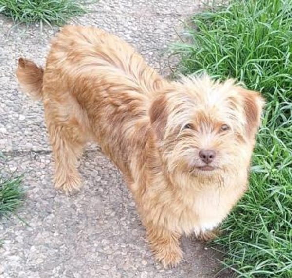 WUSSEL -rundum tolles Hundekind-