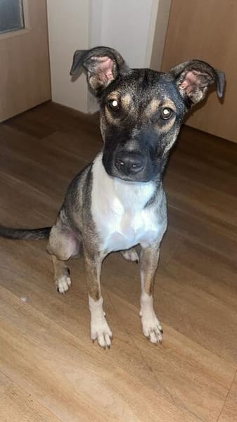 Bella sucht dringend neues Für-immer-Zuhause (I)